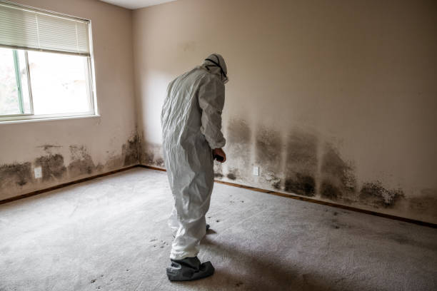 Why You Should Choose Our Mold Remediation Services in Mescal, AZ